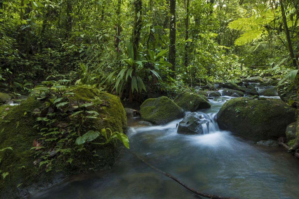 La Tigra Rainforest Lodge La Fortuna Eksteriør bilde